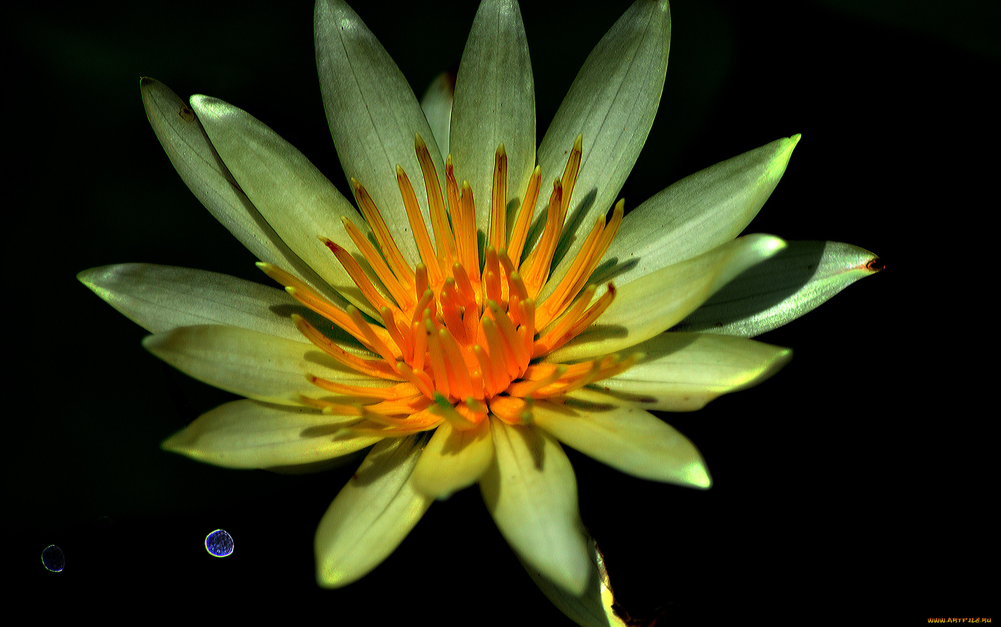 water lily, ,  ,  ,  , , 